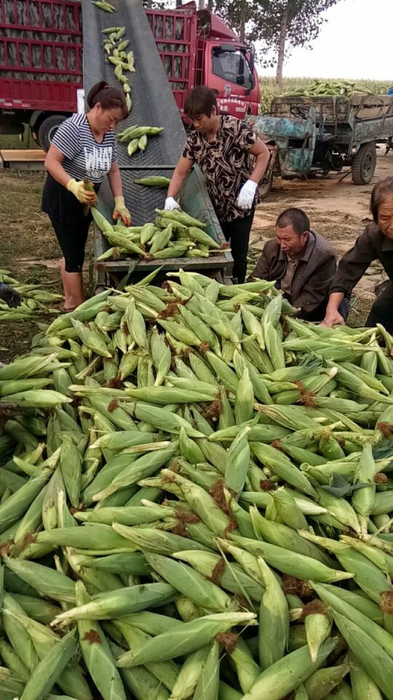 预售好吃水果玉米8两上批发纯黄水果玉米，黄加白水果玉米