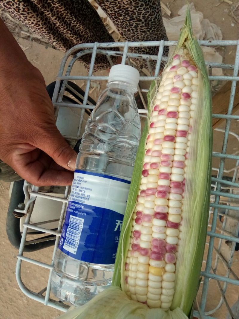 预售好吃水果玉米8两上批发纯黄水果玉米，黄加白水果玉米