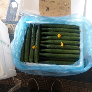 密刺黄瓜25公分以上干花带刺