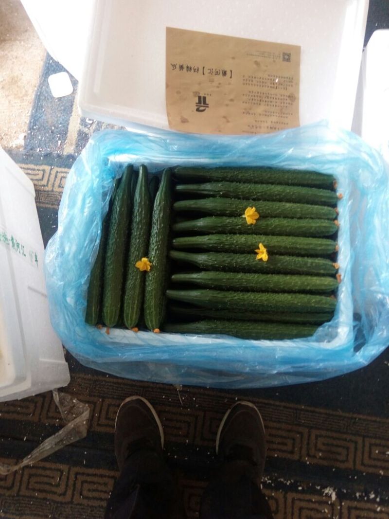 密刺黄瓜25公分以上干花带刺