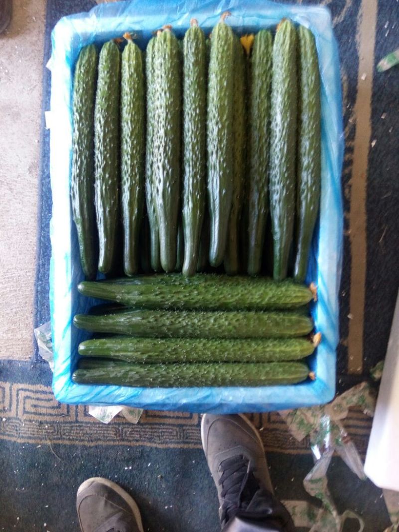 密刺黄瓜25公分以上干花带刺