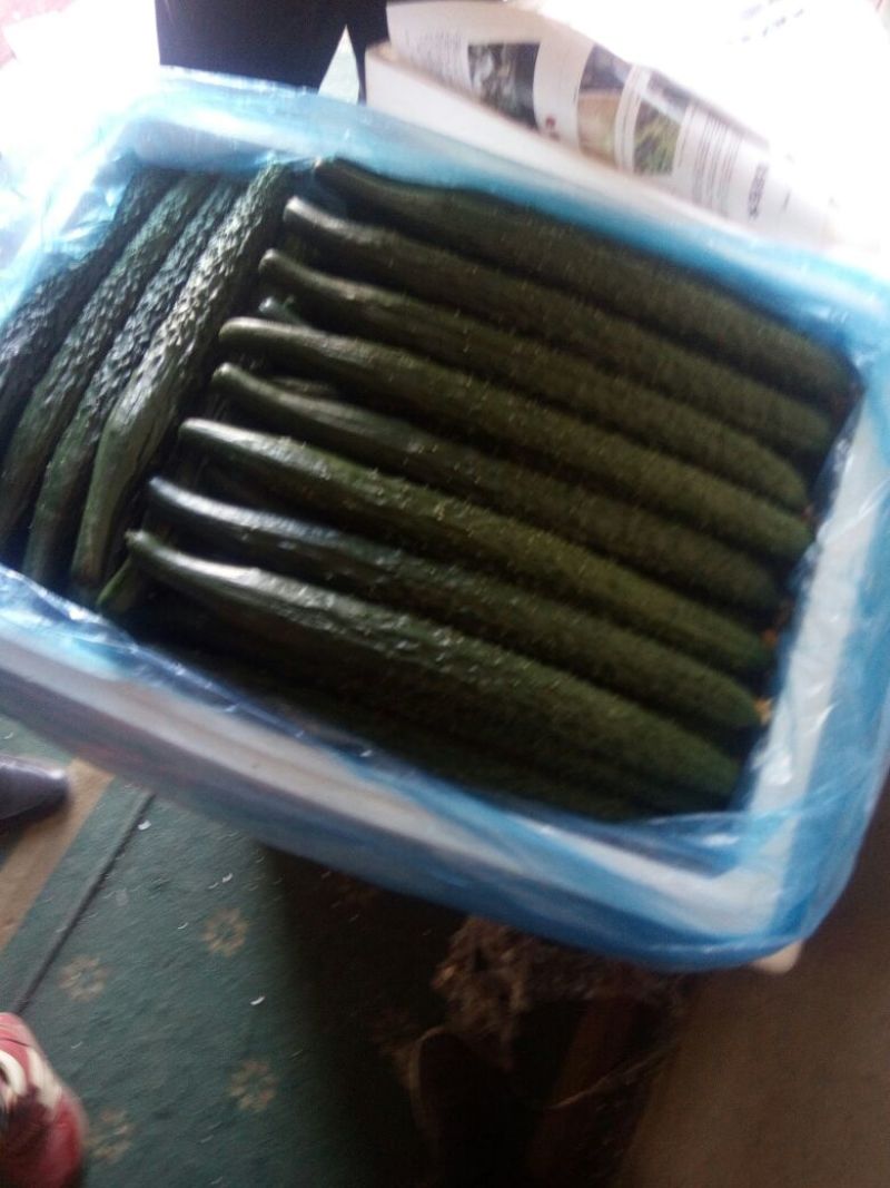 密刺黄瓜25公分以上干花带刺