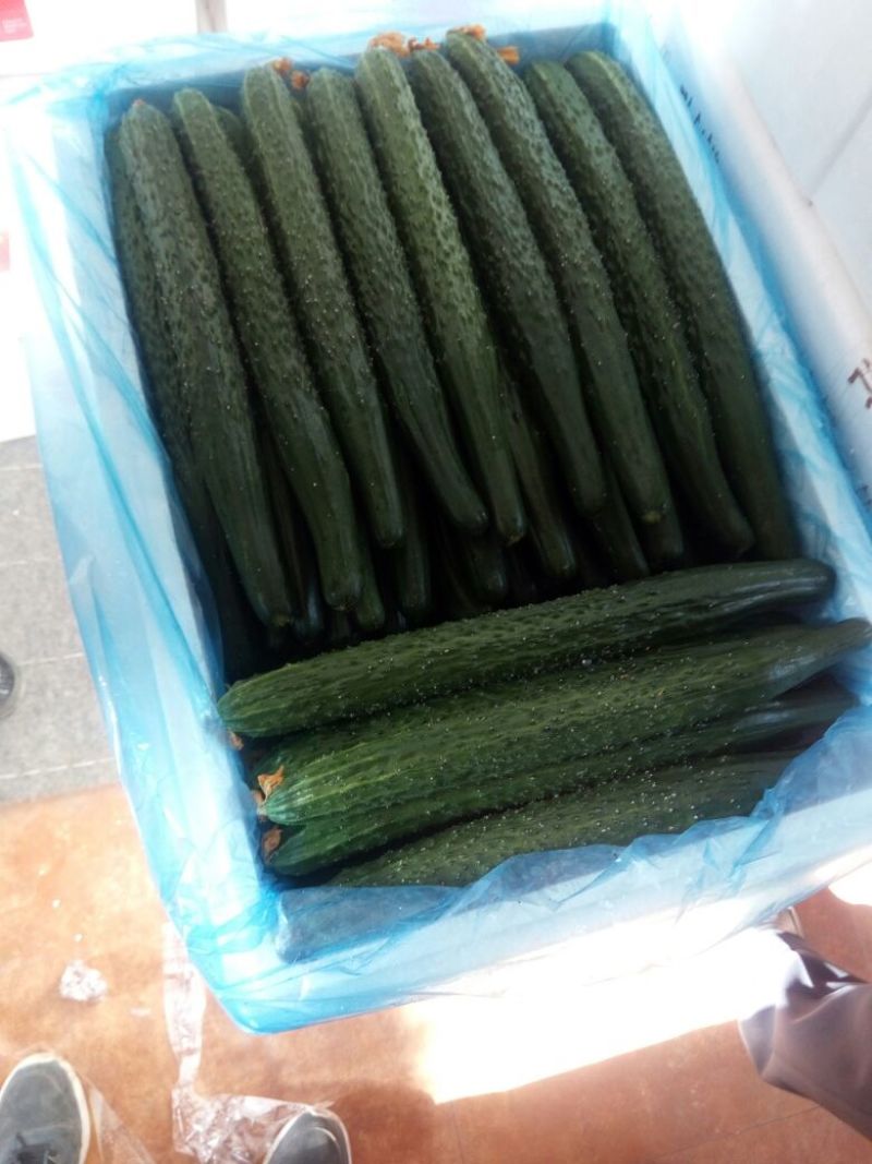 密刺黄瓜25公分以上干花带刺