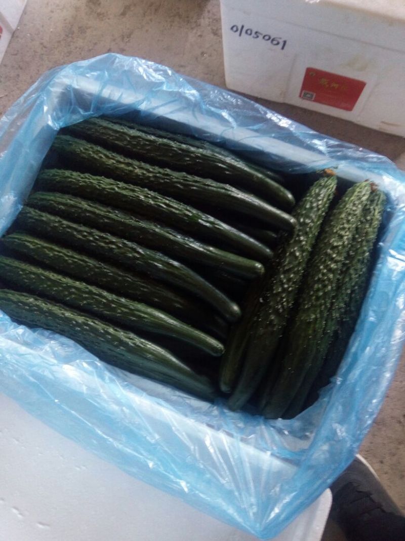 密刺黄瓜25公分以上干花带刺