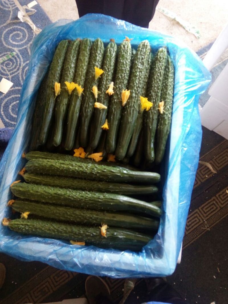 密刺黄瓜25公分以上干花带刺