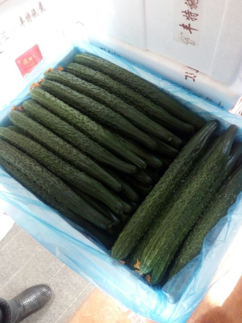 密刺黄瓜25公分以上干花带刺