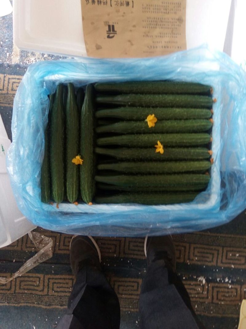 密刺黄瓜25公分以上干花带刺