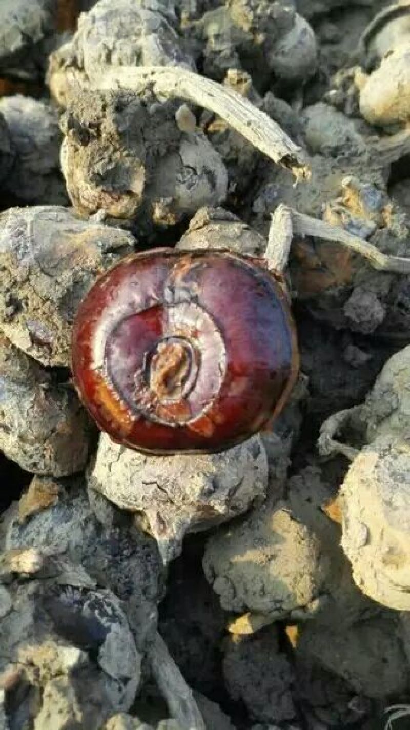 马蹄菜
