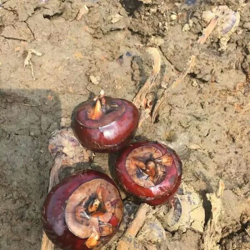 马蹄菜