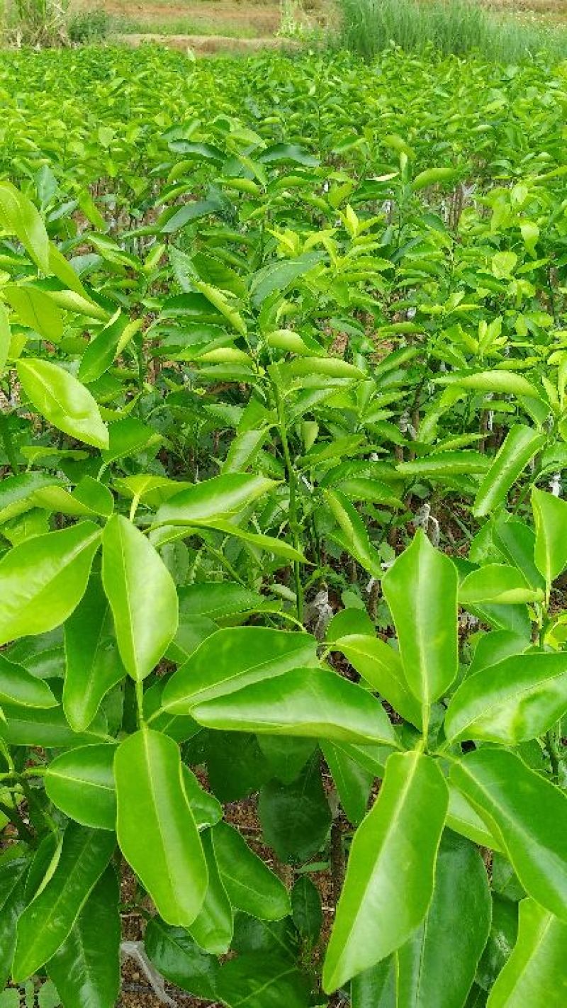沃柑苗30~50cm