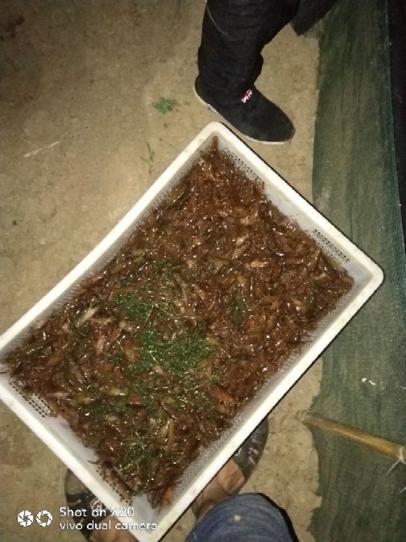 龙虾苗人工养殖