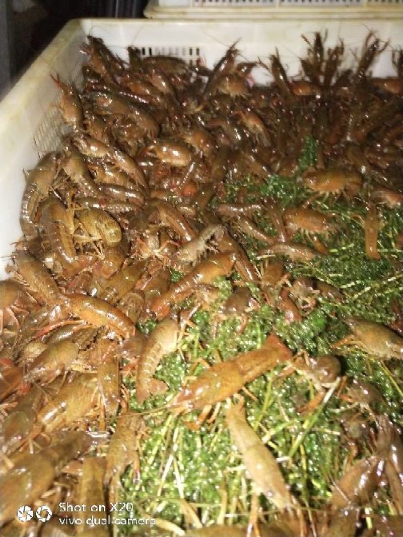 龙虾苗人工养殖