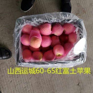 红富士苹果60mm以上膜袋
