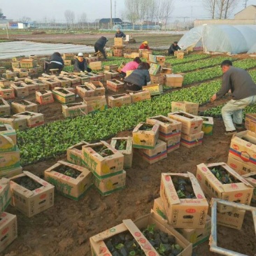 【热卖推荐】苗圃直发矮牵牛种苗现挖现发