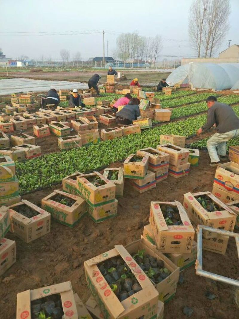 【热卖推荐】苗圃直发矮牵牛种苗现挖现发