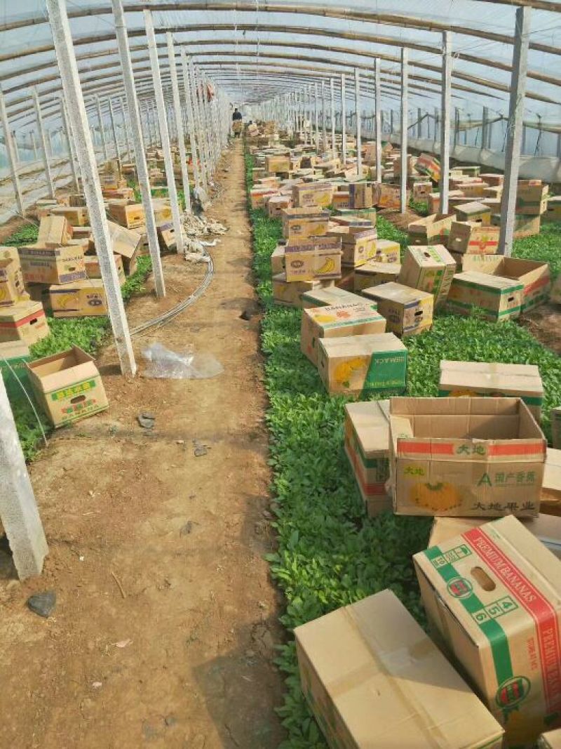 【热卖推荐】苗圃直发矮牵牛种苗现挖现发