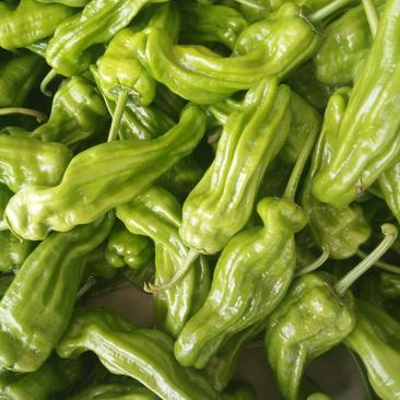薄皮椒优质辣椒大量供应货源充足价格便宜支持全国发货