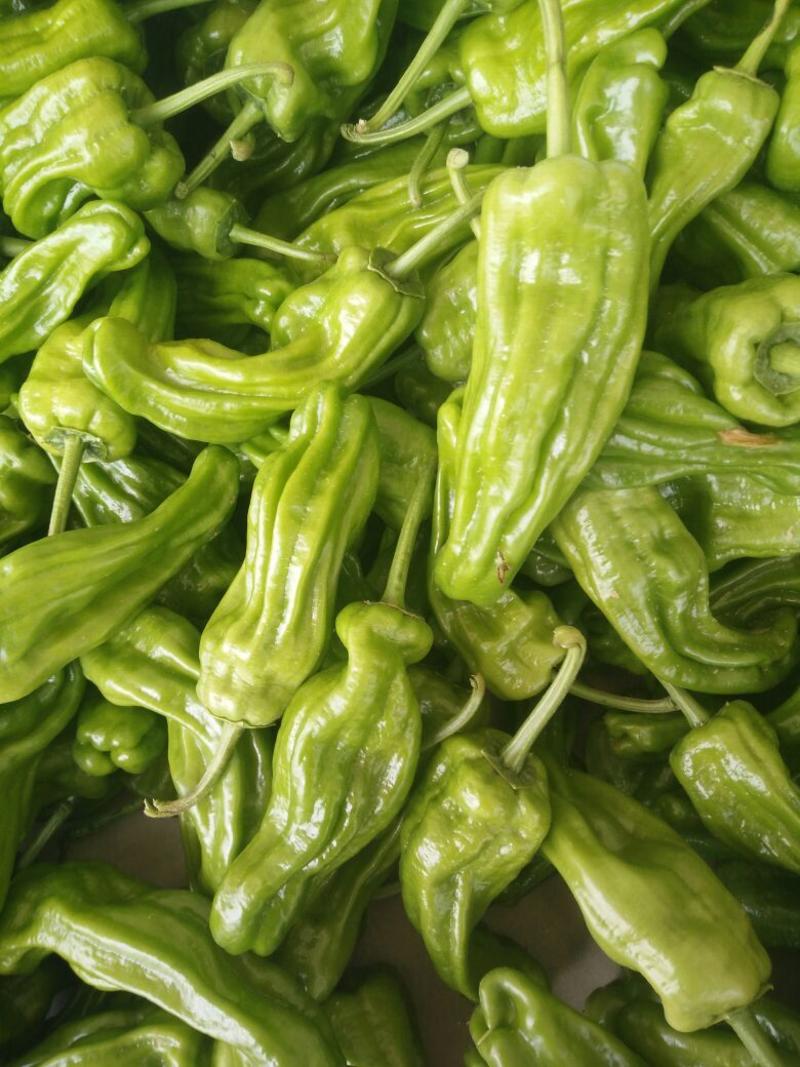 薄皮椒优质辣椒大量供应货源充足价格便宜支持全国发货