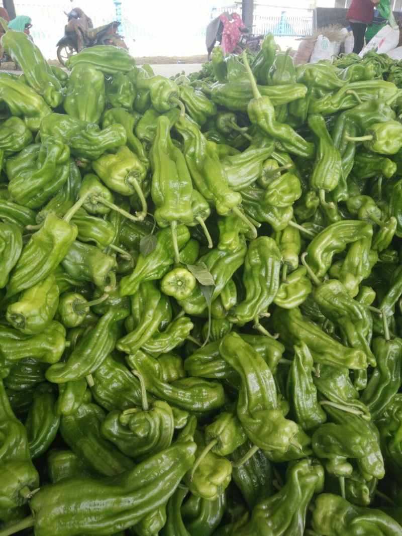 薄皮椒优质辣椒大量供应货源充足价格便宜支持全国发货