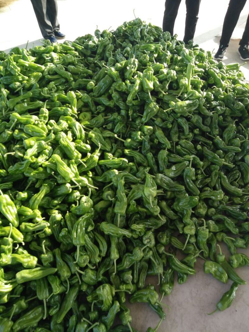 薄皮椒优质辣椒大量供应货源充足价格便宜支持全国发货