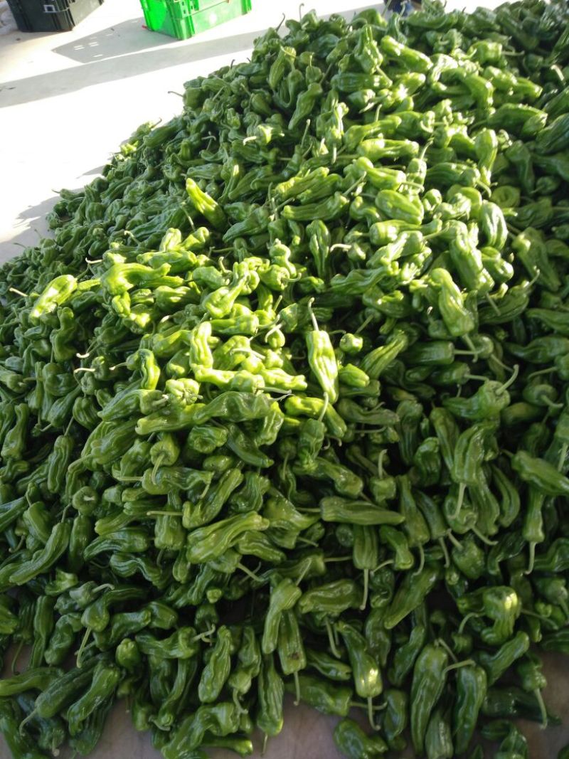 薄皮椒优质辣椒大量供应货源充足价格便宜支持全国发货