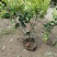金森女贞苗40~50cm