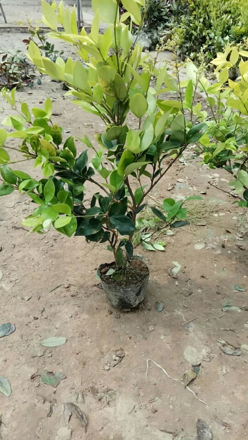 金森女贞苗40~50cm