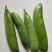 甜脆豌豆饱满
