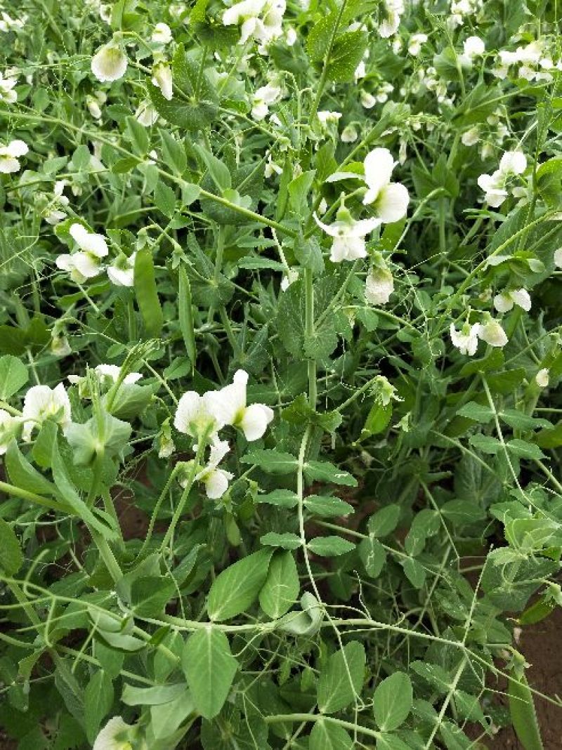 甜脆豌豆饱满