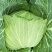 扁包菜精品2~3公斤