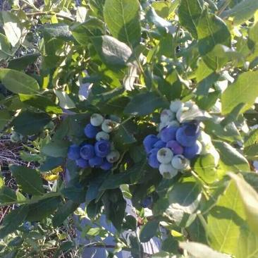 蓝莓苗1~2年20~30cm