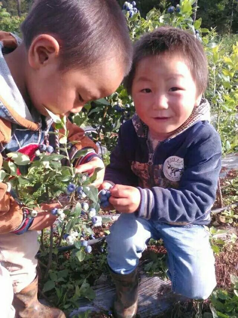 蓝莓苗1~2年20~30cm