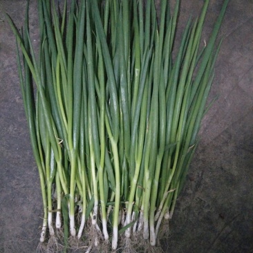 葱苗40cm