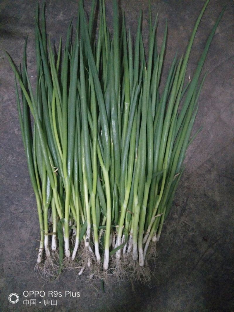 葱苗40cm