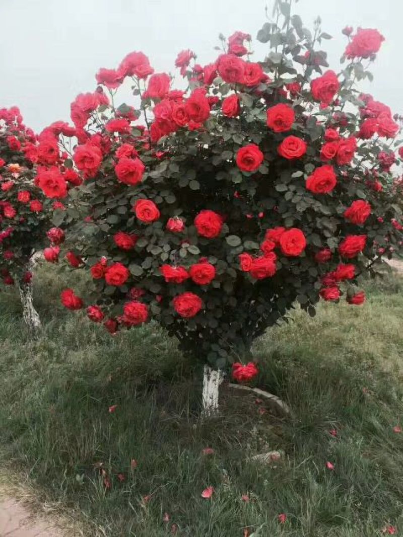河南南阳月季之乡树桩月季当年开花花期长成活率高一手货源