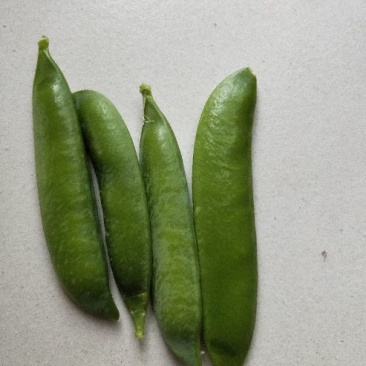 甜脆豌豆饱满
