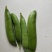 甜脆豌豆饱满