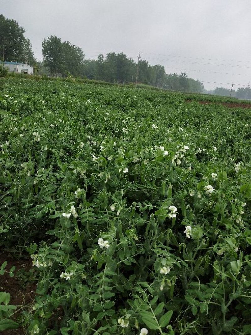 甜脆豌豆饱满