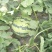 8424西瓜6斤打底9成熟1茬大量从优