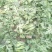 8424西瓜6斤打底9成熟1茬大量从优