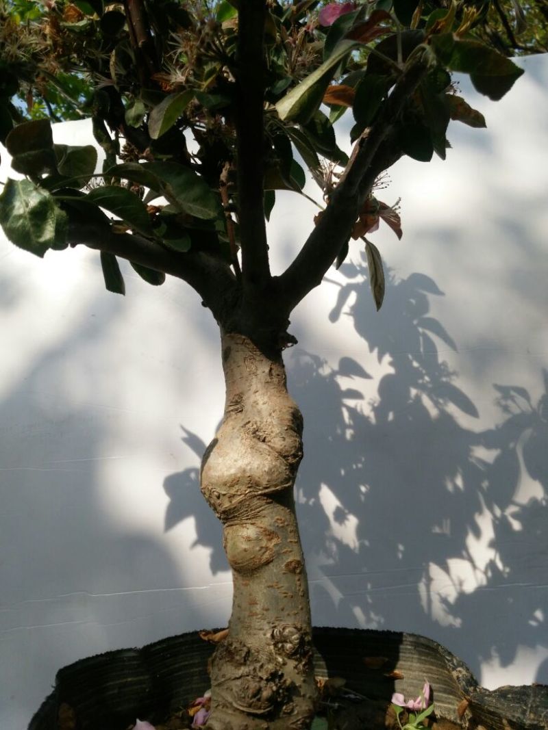 造型树