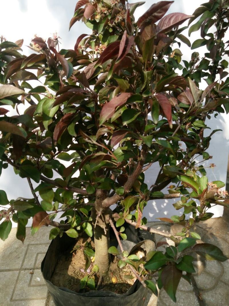造型树