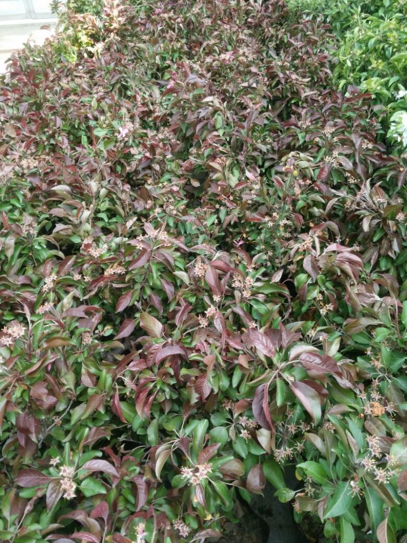 造型树