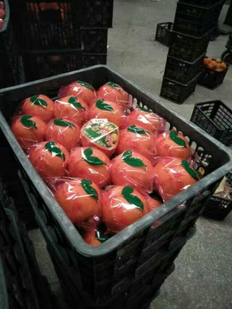 精品纽荷尔脐橙65~70mm全国发货量大价优欢迎