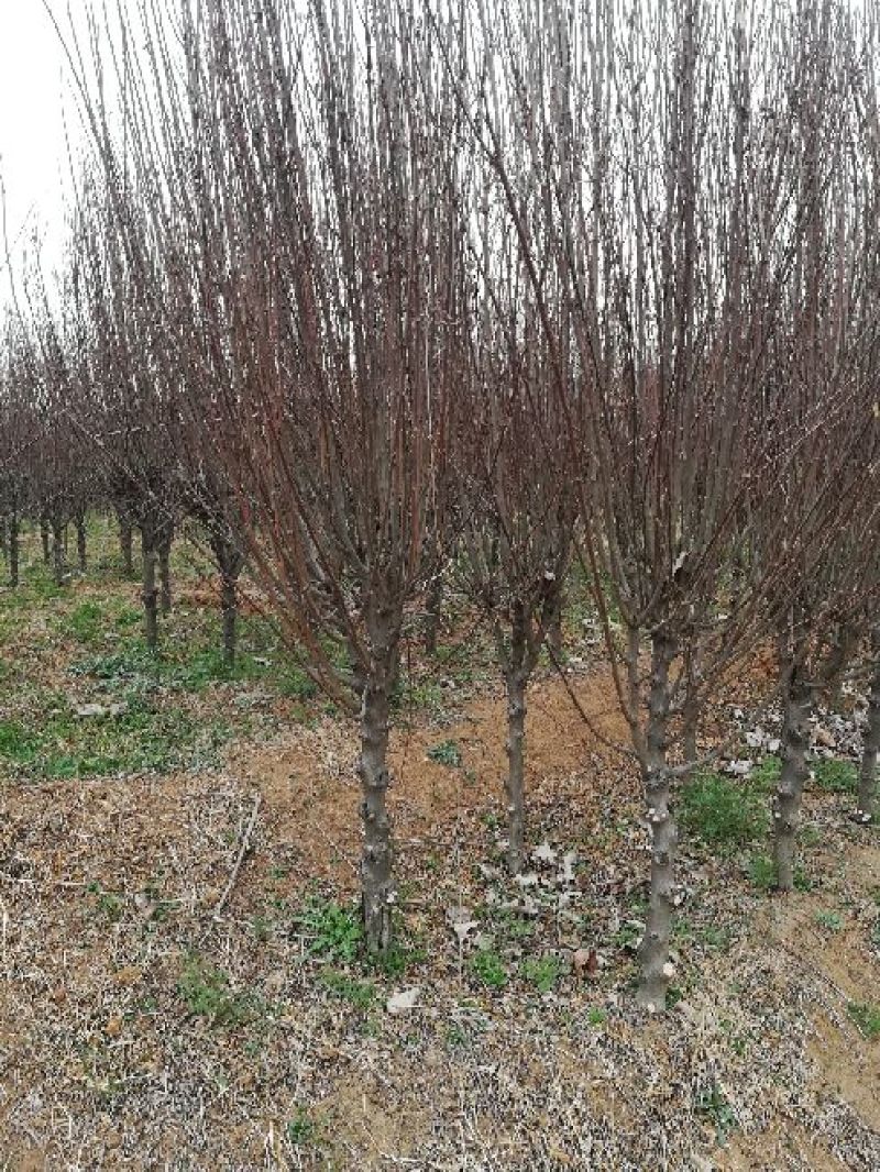木槿4~6cm4~6cm1.5~2米