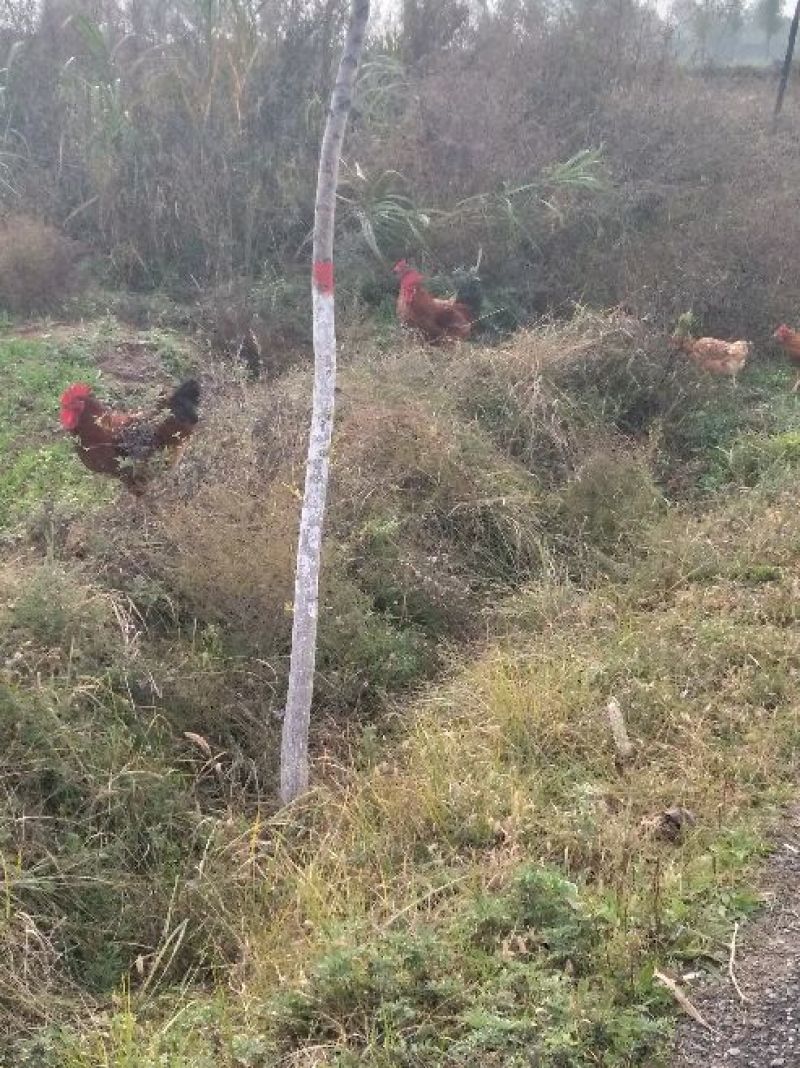 【基地直供】纯粮食林下散养“陇桥绿源”牌土鸡欢迎来电咨询