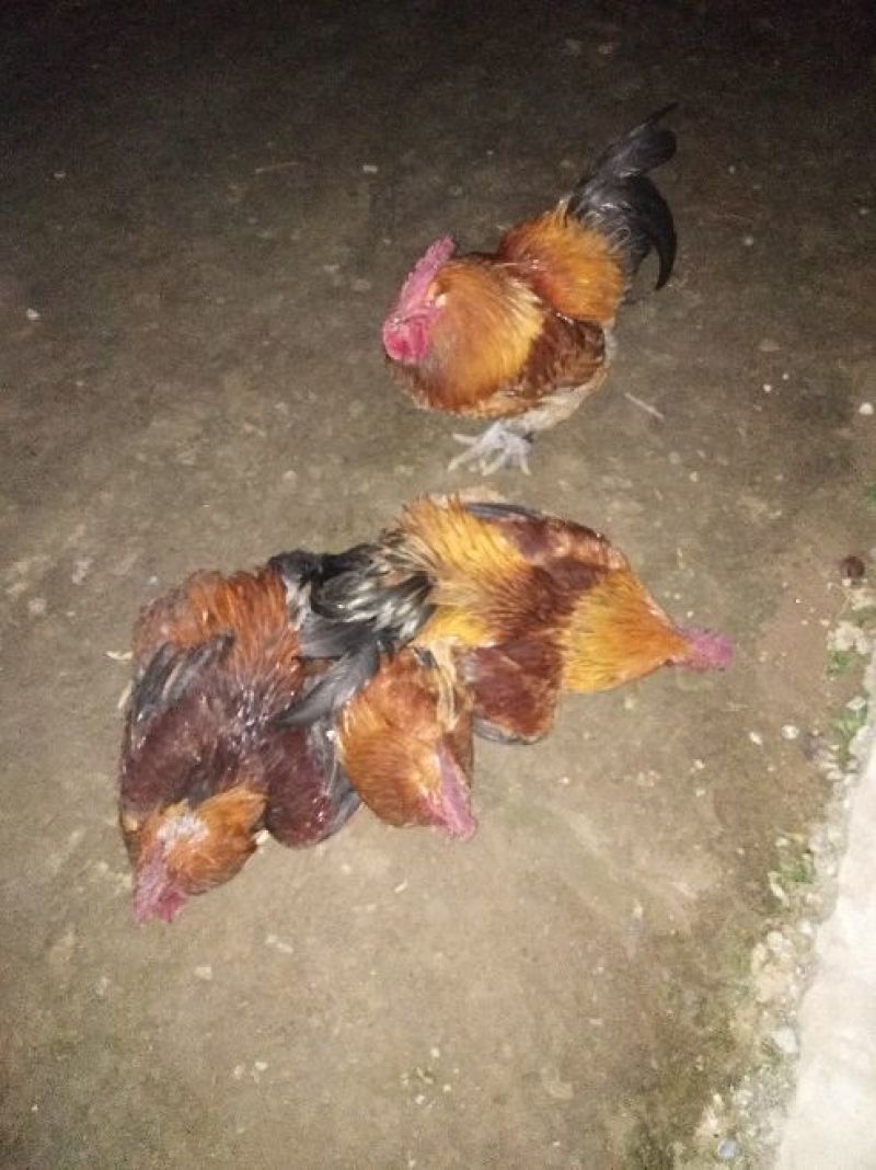 【基地直供】纯粮食林下散养“陇桥绿源”牌土鸡欢迎来电咨询