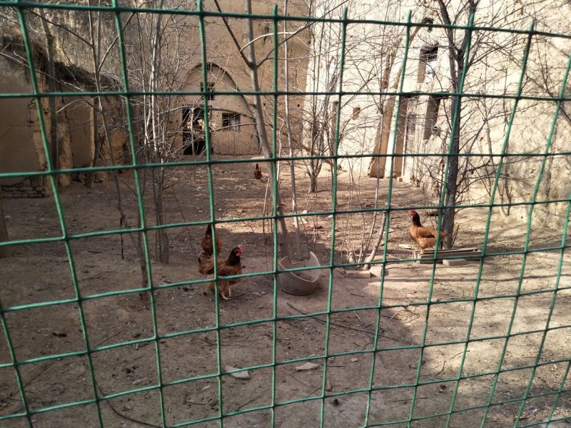 【基地直供】纯粮食林下散养“陇桥绿源”牌土鸡欢迎来电咨询