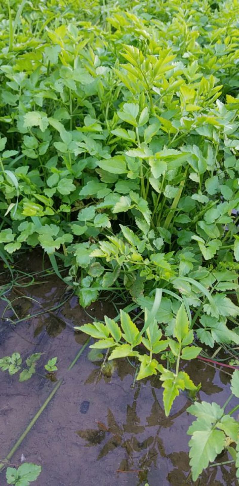 芹菜苗5~10cm