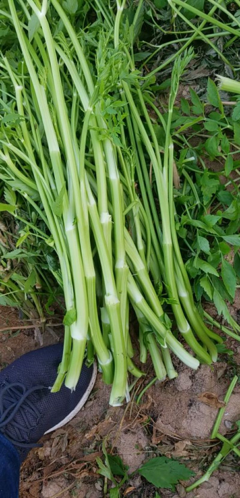 芹菜苗5~10cm